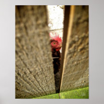 Chicken [Art Print]