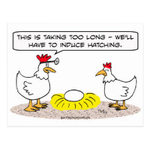 chicken doctor induce hatching egg postcards