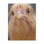 Chicken Face Postcards