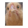 Chicken Face Postcards