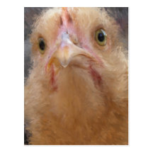 Chicken Face Postcards