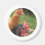 Chicken Fridge Magnet