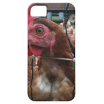 Chicken Is Watching You iPhone 5 Covers