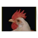 Chicken Love cards