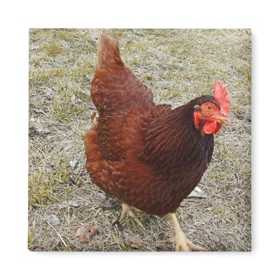 Chicken Magnets by patenaudephotography