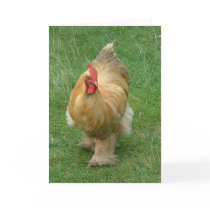 Chicken on the prowl card