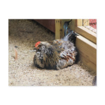 Chicken Postcard