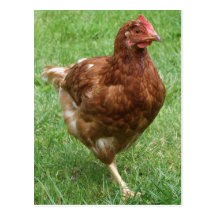 Chicken Postcard