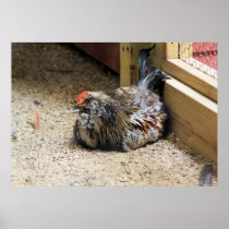 Chicken Poster