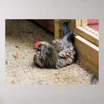 Chicken Poster