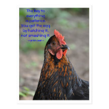 Chicken Wisdom - patience Postcard