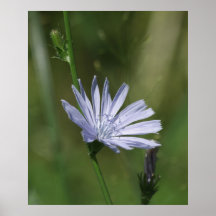 Chickory Poster