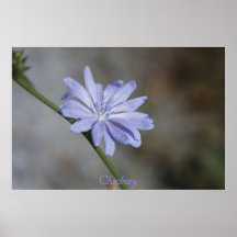 Chickory Poster
