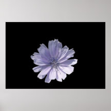 Chickory Posters
