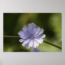 Chickory Posters