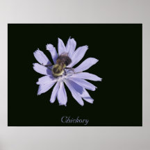 Chickory Print