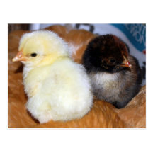 Chicks Basking Post Cards