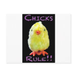 Chicks Rule Portrait on Black Postcard