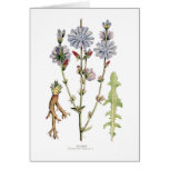 Chicory Greeting Cards