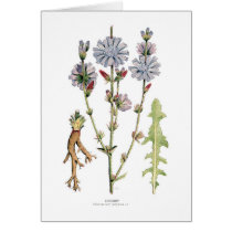 Chicory Greeting Cards