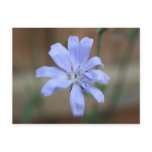 Chicory (Cichorium intybus) Post Card