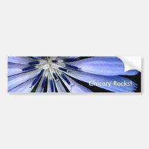 Chicory Collection Bumper Sticker