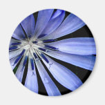 Chicory Collection Fridge Magnet