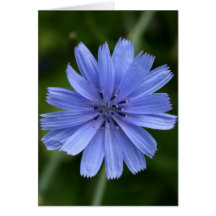 Chicory Flower Greeting Cards