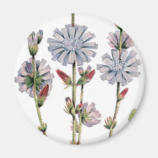Chicory Fridge Magnet