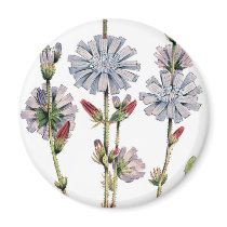 Chicory Fridge Magnet