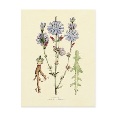 Chicory Postcards by mosswood