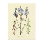 Chicory postcards