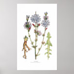 Chicory Print