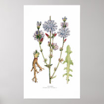 Chicory Print