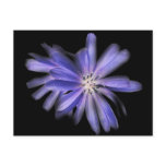 chicory purple blue flower postcard