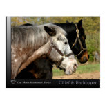 Chief - Appaloosa from the movie Prancer Post Card