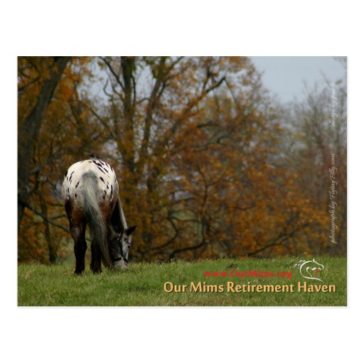 Chief - Appaloosa in the move Prancer Post Cards