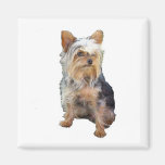 Chien 4 un aimant