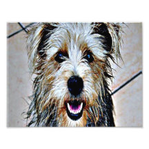 Chien coloré photo d’art
