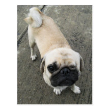 Chien de Bauwk… Soi, Thaïlande Carte Postale
