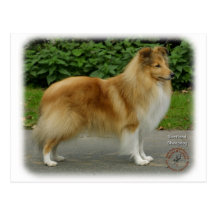 Chien de berger de Shetland Carte Postale