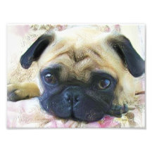 Chien de carlin art photographique