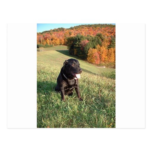 Chien de Chert Cartes Postales