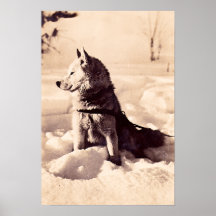 Chien de l'Alaska Iditarod, circa 1940 Affiche