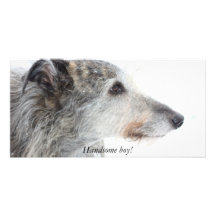 Chien de Lurcher dans la neige, garçon beau ! Photocarte