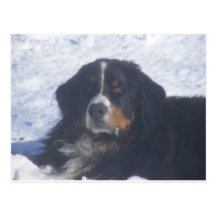 Chien de montagne de Bernese Cartes Postales
