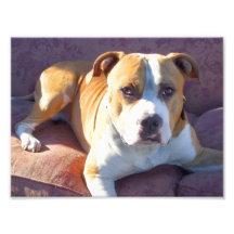 Chien de Pitbull Tirage Photo