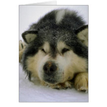 Chien de traîneau somnolent carte de vœux