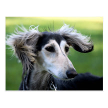 Chien de vent carte postale