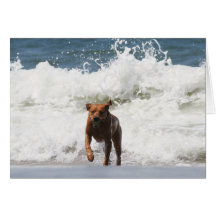 Chien - ici je viens… carte de vœux